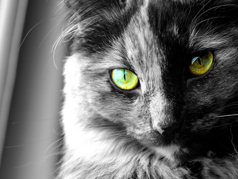 Close-up of Cat Face — Black, Dramatic, Photograph, Eyes, Fur