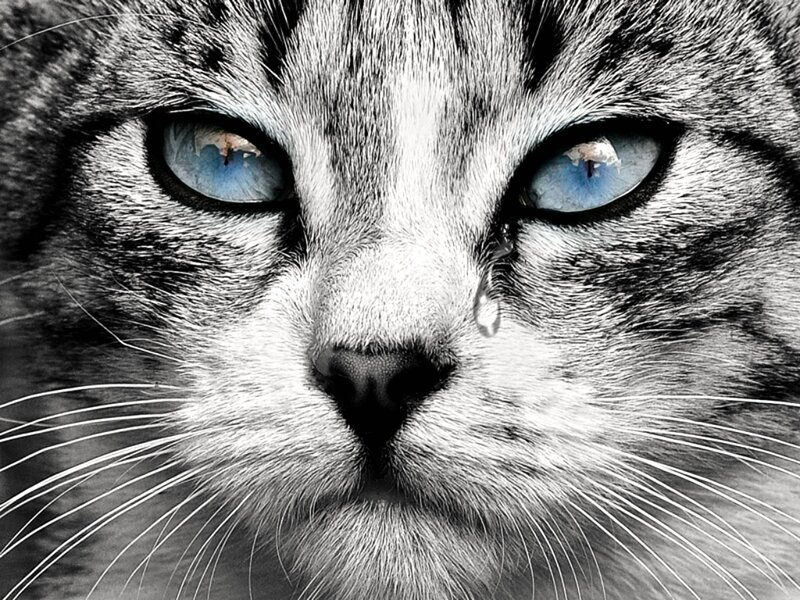 Close-up of Cat Face — Black, Dramatic, Photograph, Tear