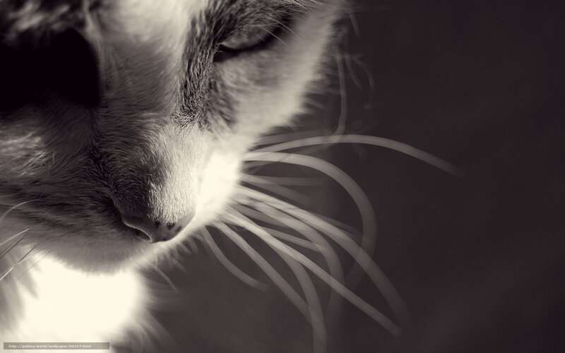 Close-up of Cat Face — Black, Dramatic, Photograph