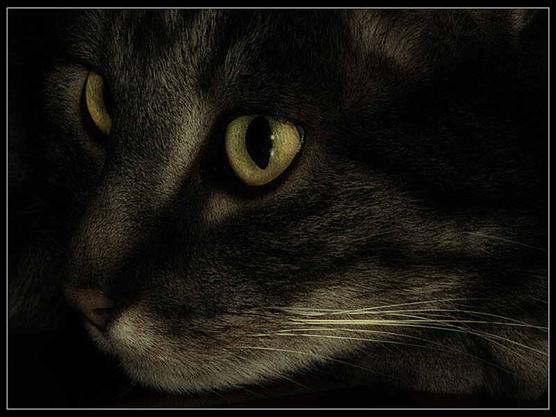Close-up of Cat Face — Black, Dramatic