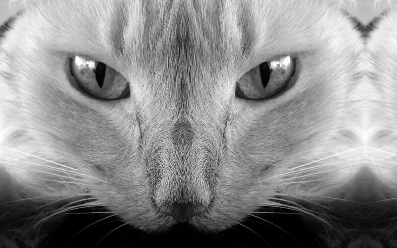 Close-up of Cat Face — Black, Intense, Photograph, Eyes