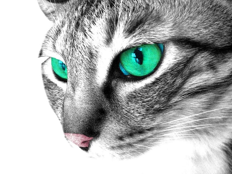 Close-up of Cat Face — Black, Intense