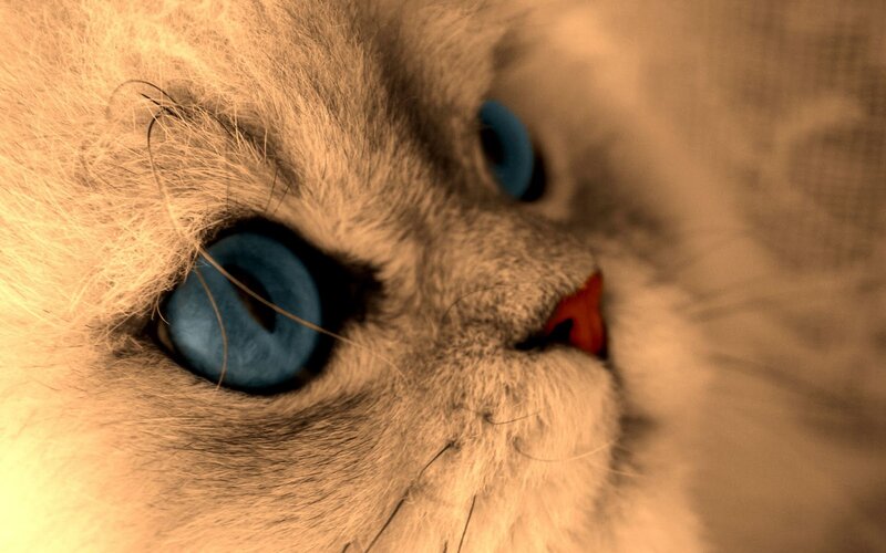 Close-up of Cat Face — Blue, Calm