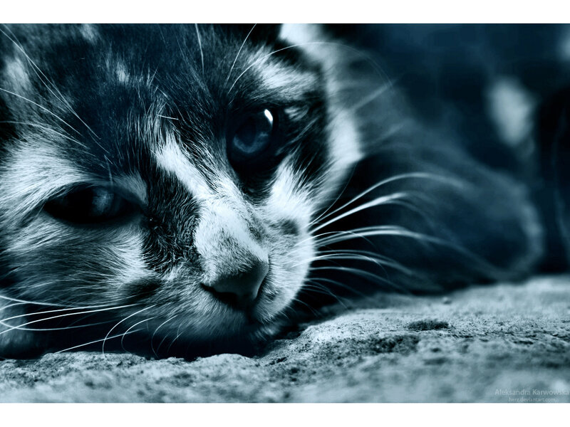 Close-up of Cat Face — Blue, Dramatic