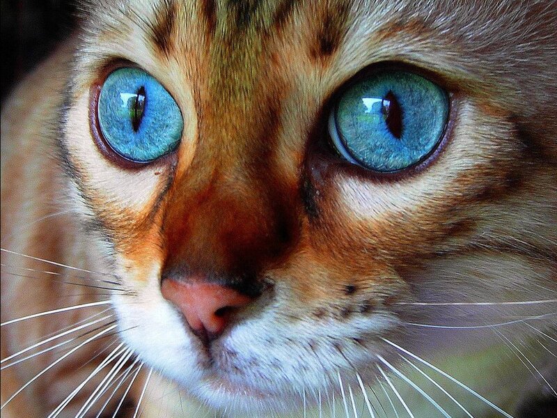 Close-up of Cat Face — Blue, Intense