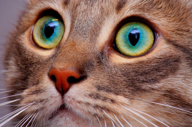 Close-up of Cat Face — Brown, Alert