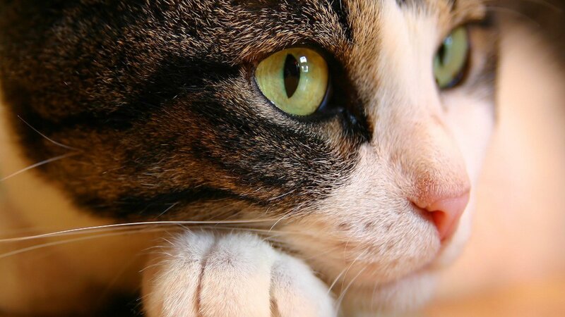 Close-up of Cat Face — Brown, Calm, Photograph, Eyes, Whiskers, Paw, White
