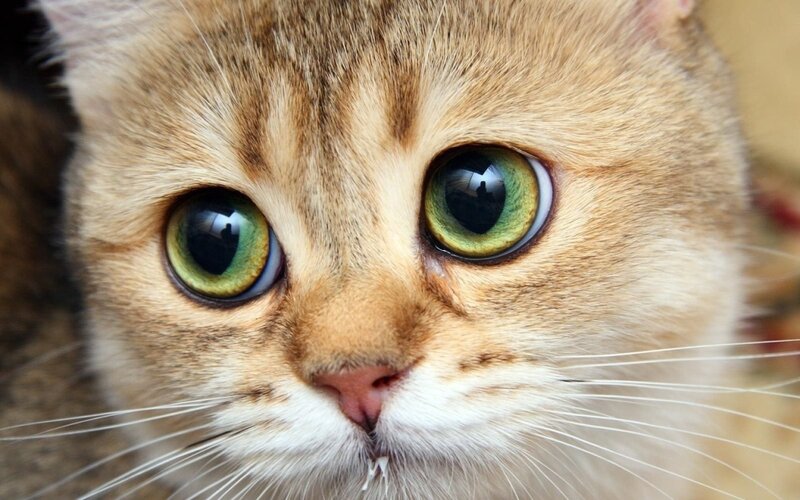 Close-up of Cat Face — Brown, Calm
