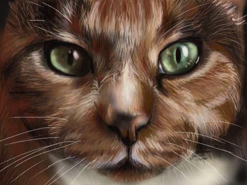 Close-up of Cat Face — Brown, Intense