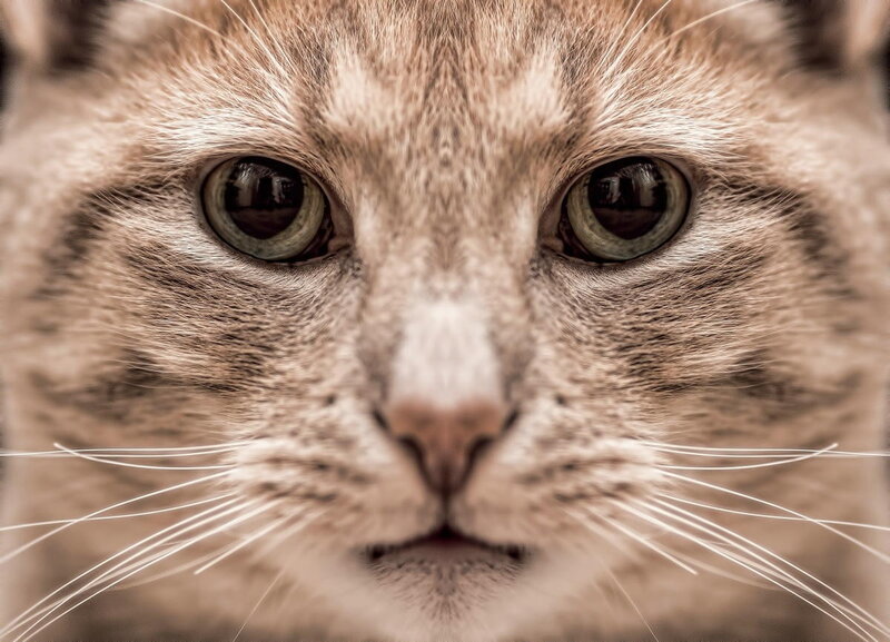 Close-up of Cat Face — Brown, Neutral