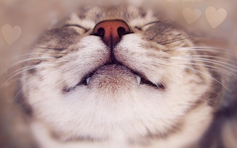 Close-up of Cat Face — Brown, Peaceful, Photograph