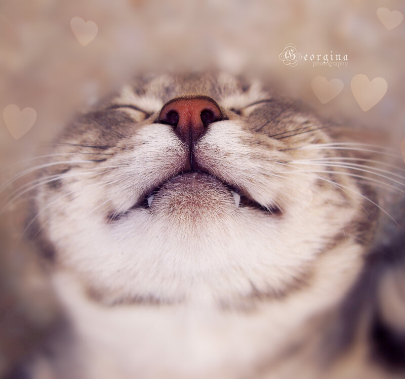 Close-up of Cat Face — Brown, Peaceful