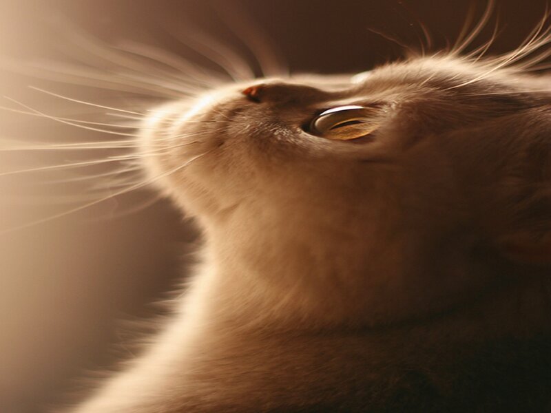 Close-up of Cat Face — Brown, Serene