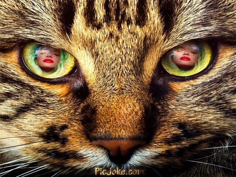 Close-up of Cat Face — Brown