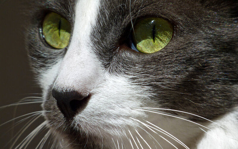 Close-up of Cat Face — Gray, Alert