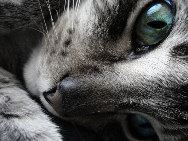 Close-up of Cat Face — Gray, Calm, Photograph, Eye