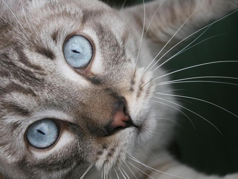 Close-up of Cat Face — Gray, Calm, Photograph, Eyes