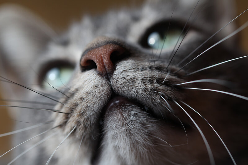 Close-up of Cat Face — Gray, Curious, Photograph