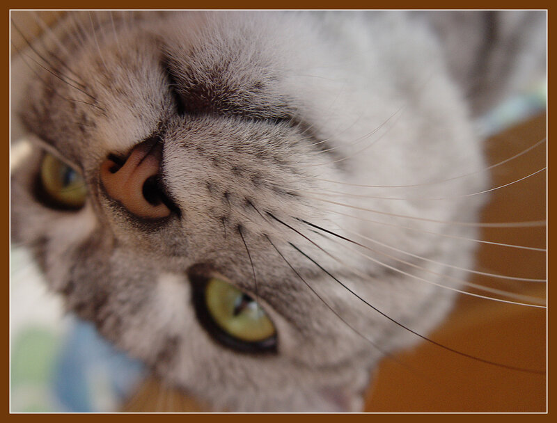 Close-up of Cat Face — Gray, Curious