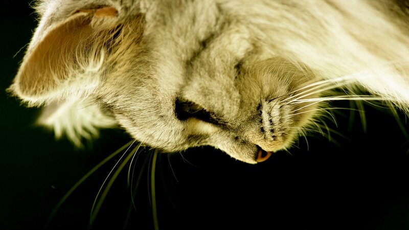 Close-up of Cat Face — Gray, Dramatic, Photograph