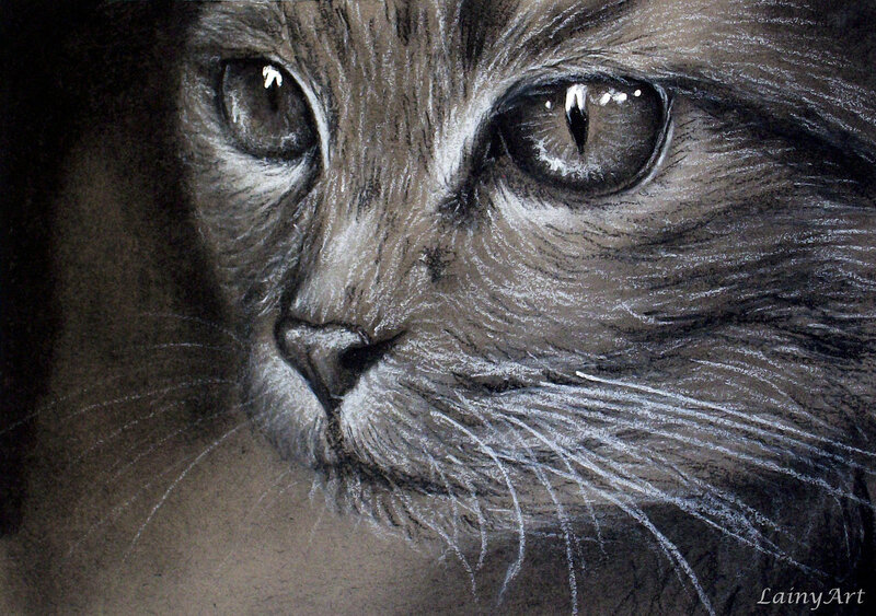 Close-up of Cat Face — Gray, Dramatic