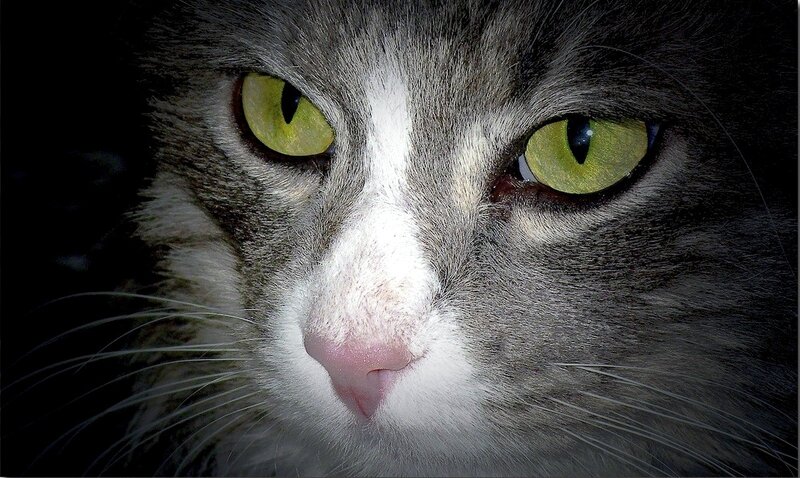 Close-up of Cat Face — Gray, Intense, Night