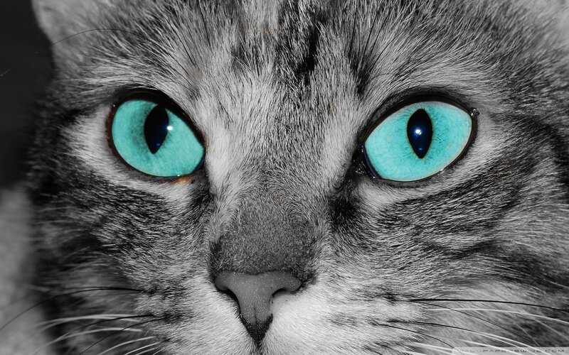 Close-up of Cat Face — Gray, Intense, Photograph, Eyes