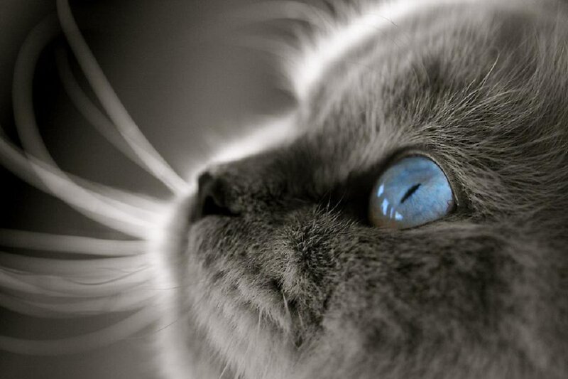 Close-up of Cat Face — Gray, Intense