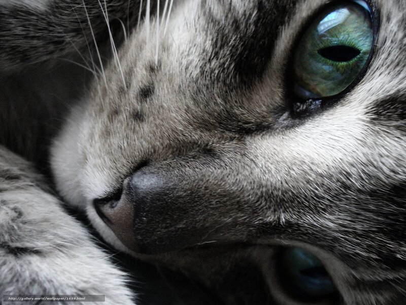 Close-up of Cat Face — Gray