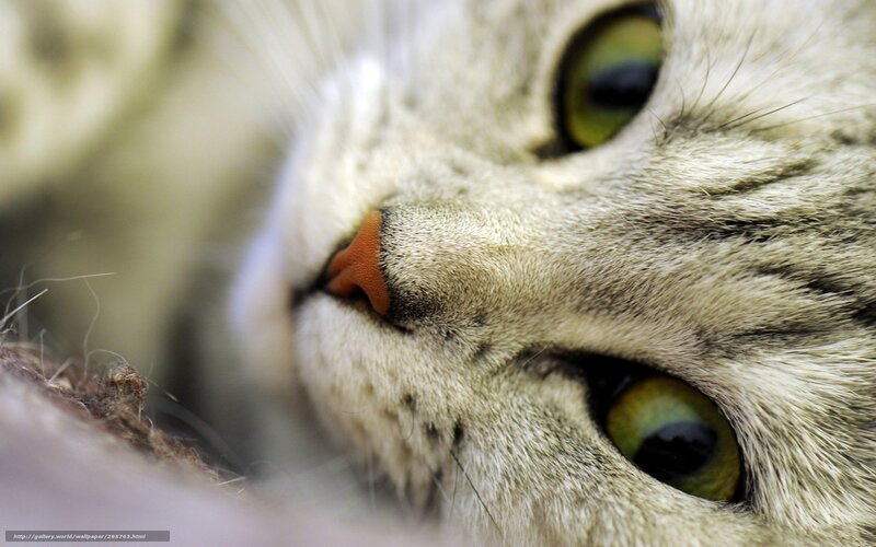 Close-up of Cat Face — Green, Calm, Photograph