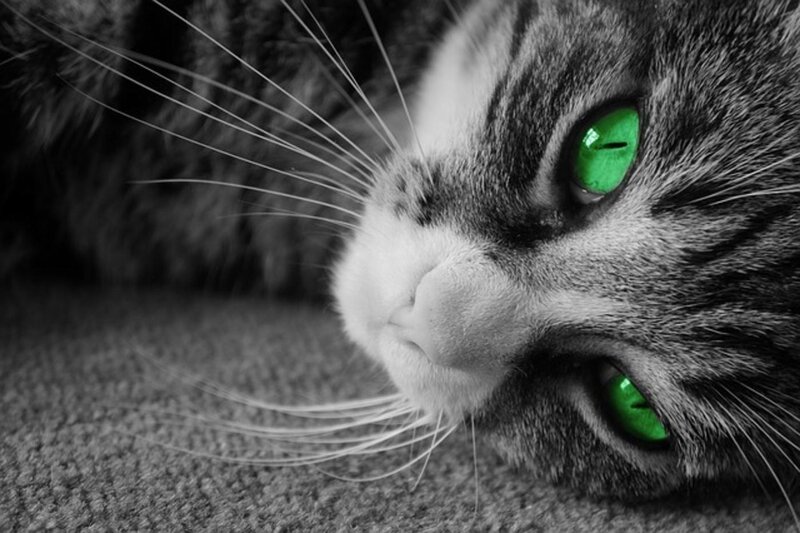 Close-up of Cat Face — Green, Dramatic