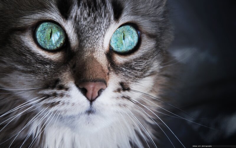 Close-up of Cat Face — Green, Intense, Photograph, Eyes