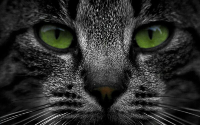 Close-up of Cat Face — Green, Intense