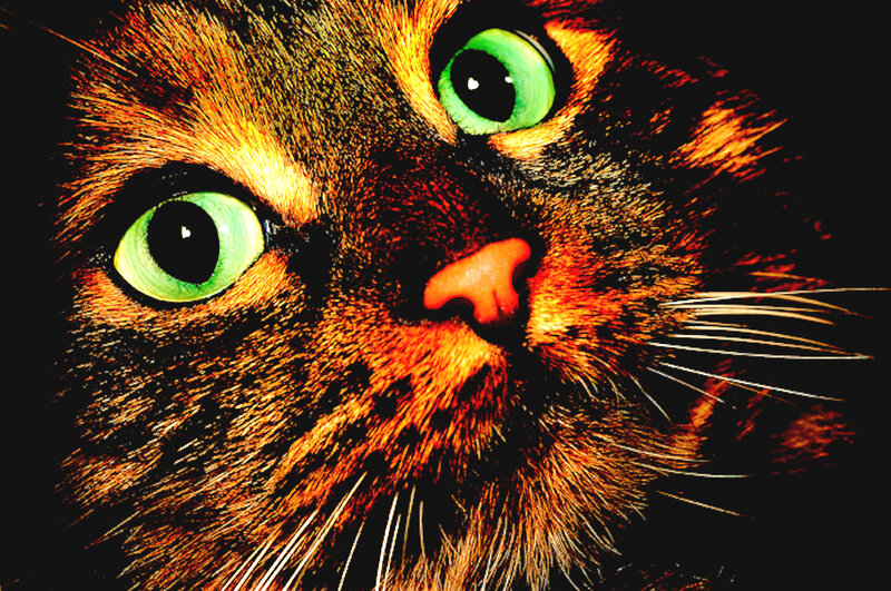 Close-up of Cat Face — Green