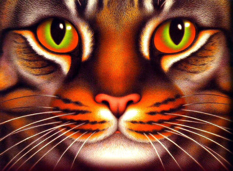 Close-up of Cat Face — Orange