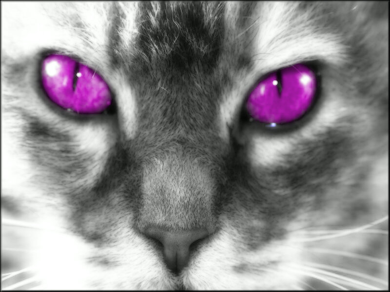 Close-up of Cat Face — Purple