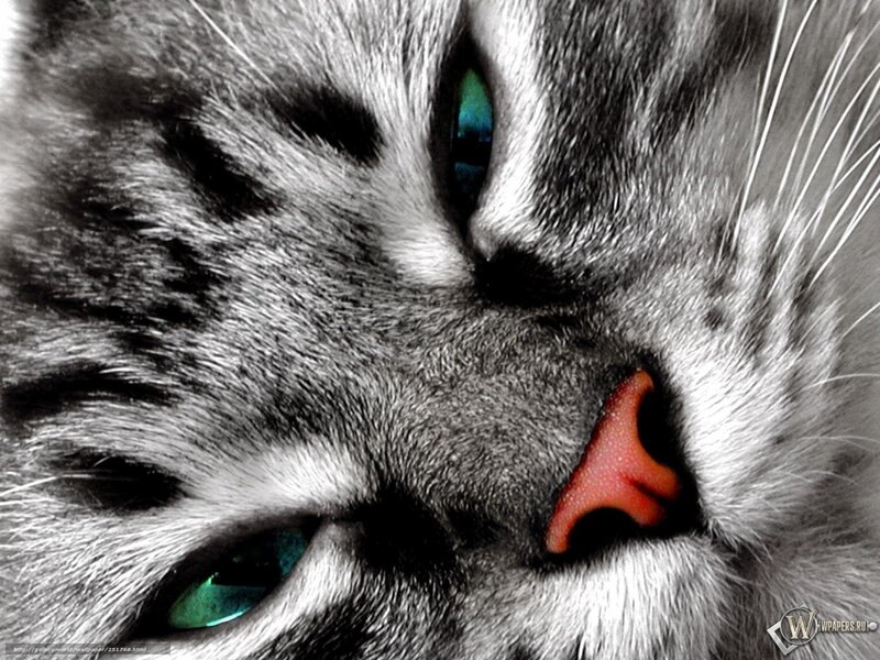 close-up of cat face