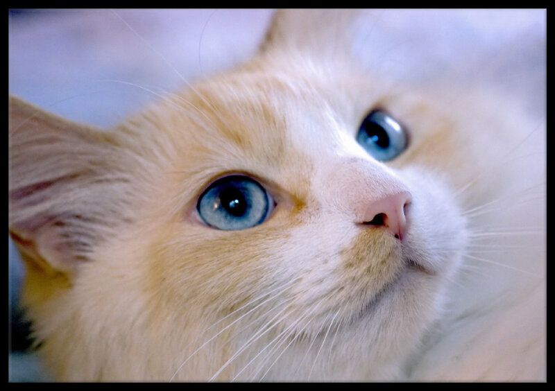 Close-up of Cat Face — White, Calm, Photograph, Blue Eyes