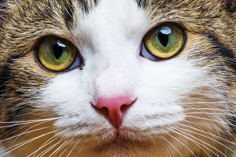 Close-up of Cat Face — White, Calm, Photograph, Eyes