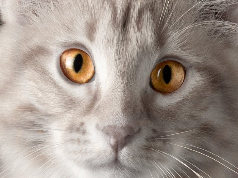 Close-up of Cat Face — White, Calm