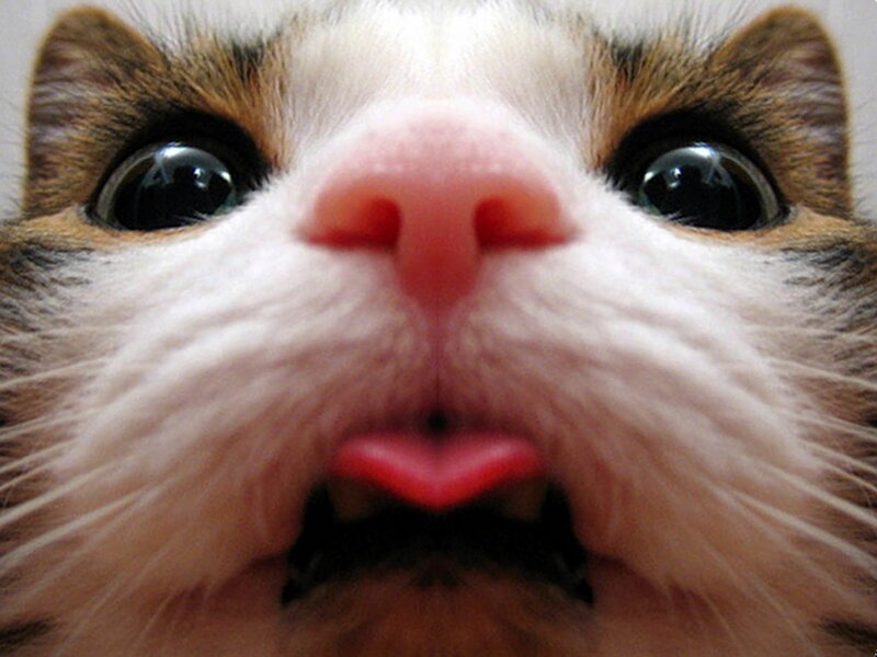 Close-up of Cat Face — White, Curious, Photograph, Eyes