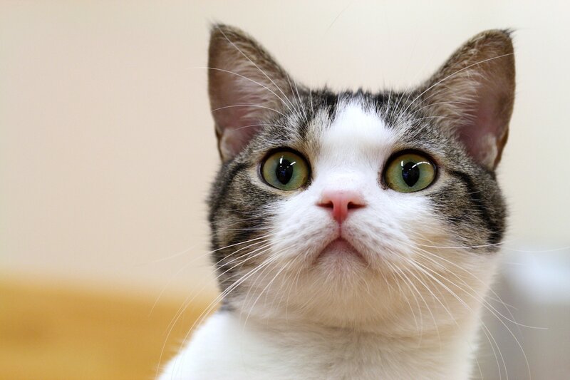 Close-up of Cat Face — White, Curious, Photograph, Eyes, Whiskers