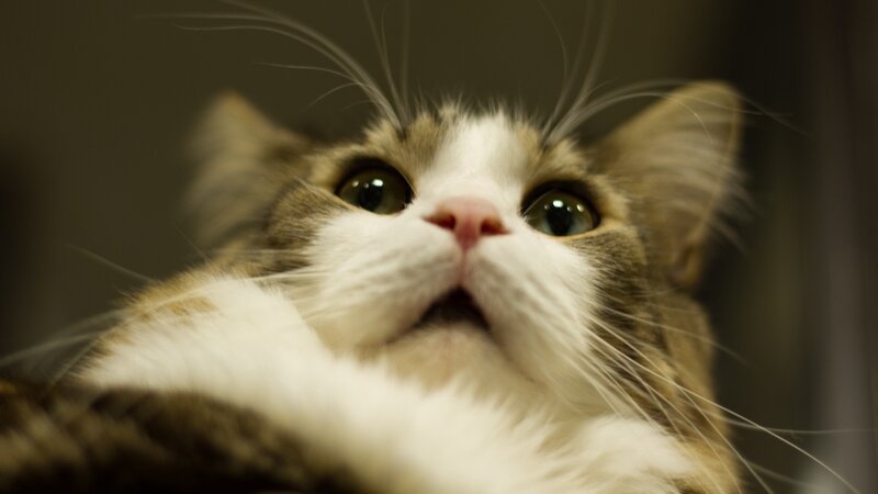 Close-up of Cat Face — White, Curious, Photograph, Whiskers