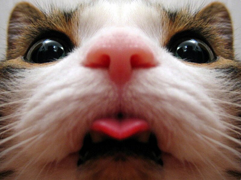 Close-up of Cat Face — White, Curious