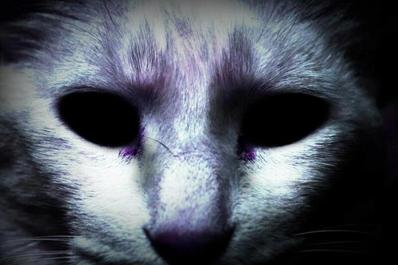 Close-up of Cat Face — White, Dark