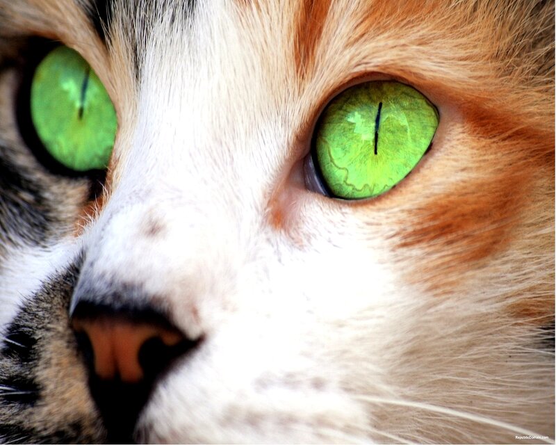Close-up of Cat Face — White, Intense, Photograph, Green Eyes
