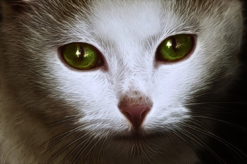 Close-up of Cat Face — White, Intense