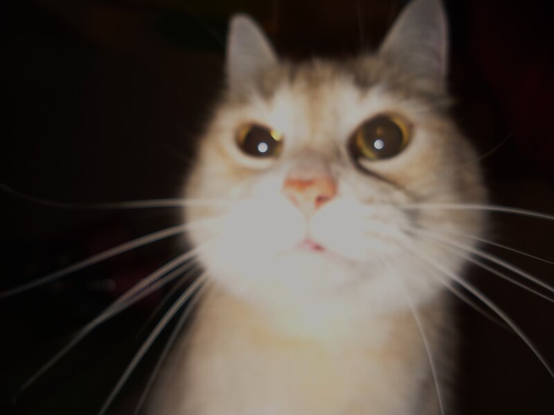 Close-up of Cat Face — White