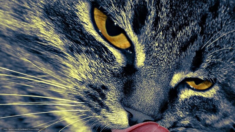 Close-up of Cat Face — Yellow