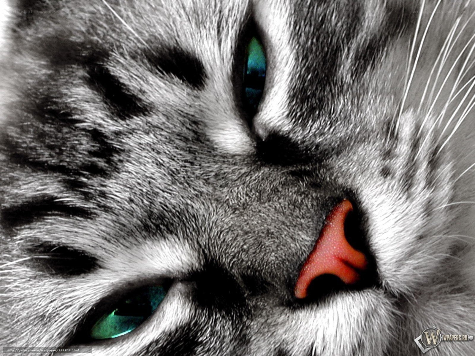 close-up of cat face